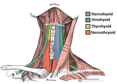 The Infrahyoid Muscles - TeachMeAnatomy | Músculos del cuello, Musculos, Anatomía