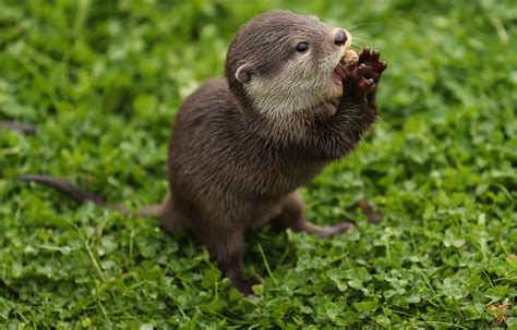 Young smooth-coated otters are much better with technology than their ...