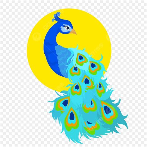 Peacock Tail Vector Art PNG, Beautiful Peacock Displaying Its Colorful ...