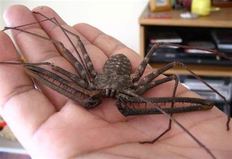 Hoax or Not??? Tailless Whipscorpion allegedly found in Michigan - What's That Bug?