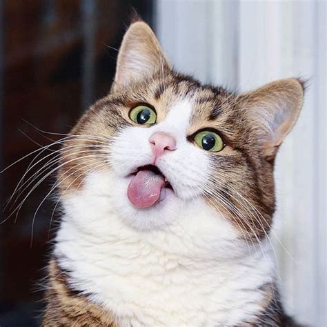 Check out this awesome post: Imagenes de gatos sacando la lengua ...