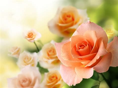 rose, Flowers, Flower, Roses, Bokeh, Landscape, Nature, Garden Wallpapers HD / Desktop and ...