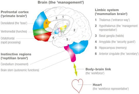 Emotional intelligence, Brain anatomy and function, Neuroscience