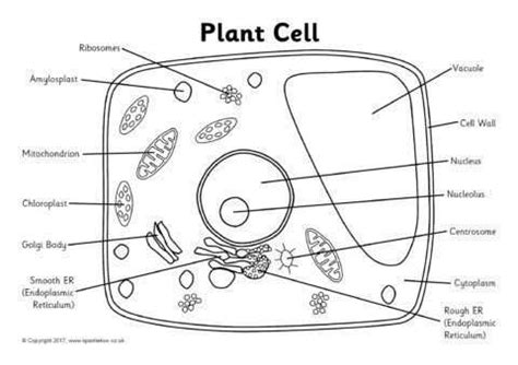 Plant cell diagram quiz