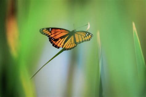 Monarch Butterfly Ready To Fly Away Photograph by Brenda Landdeck - Pixels