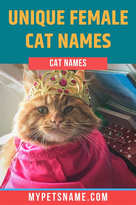 Unique Female Cat Names in 2020 | Cat pun names, Pun names, Cat names