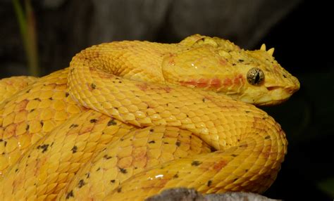 Eyelash palm pitviper | Smithsonian's National Zoo and Conservation ...