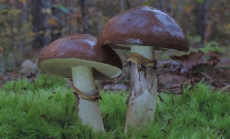 Slippery Jacks & Other Edible Suillus/Bolete Mushrooms - Learn Your Land