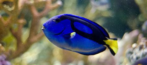 Why You Shouldn't Find A Blue Tang 'Dory' Fish In Your Tank