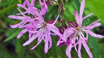 Ragged robin is a wetland wildflower with deep pink flowers