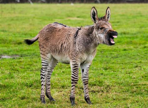 Britain's second ever zonkey born on Somerset farm