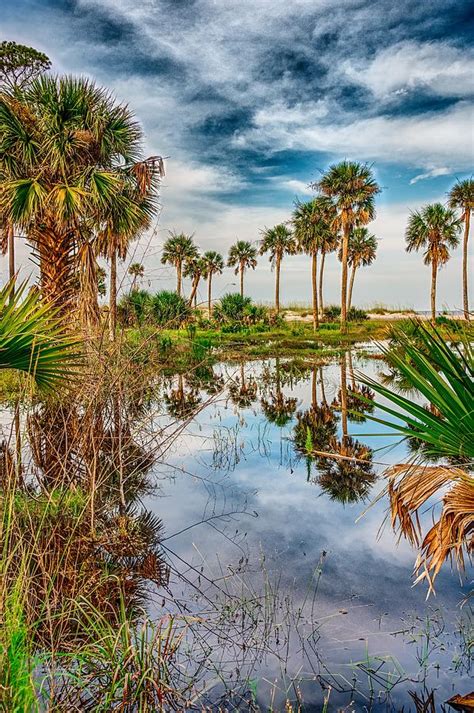 Reflections Of Palm Trees On Hunting Island South Carolina Photograph by Alex Grichenko - Fine ...