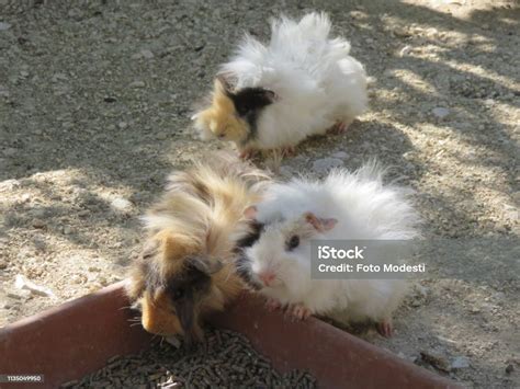 Peruvian Guinea Pig Stock Photo - Download Image Now - Animal, Colors, Cute - iStock