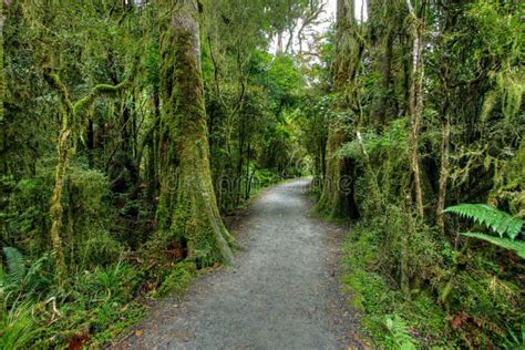 Paesaggio Della Foresta Pluviale Fotografia Stock - Immagine di nave, malaysia: 9038102