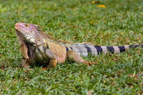 La iguana, un tesoro nacional en peligro de extinción - México Desconocido