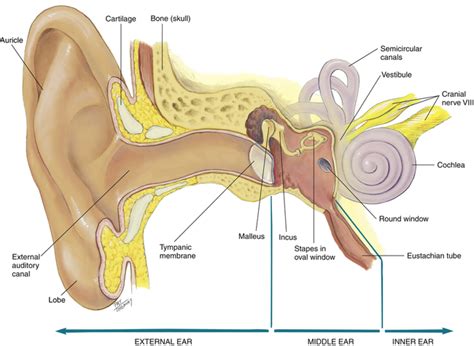 Anatomy Of The Nose And Throat - Anatomy Book