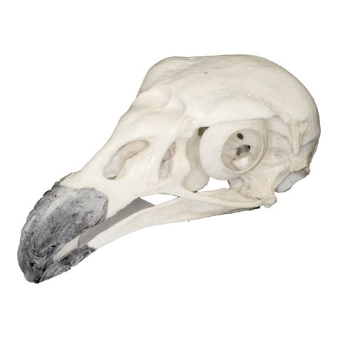 Replica King Vulture Skull — Skulls Unlimited International, Inc.