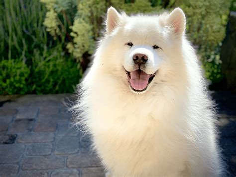 12 Popular Sled Dog Breeds [PICTURES]: Key Unique Traits