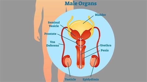 53+ Diagram Of Prostate Gland - ZaydCeana