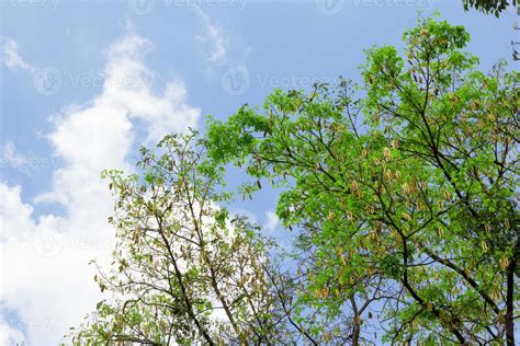 Albizia lebbeck tree 11086606 Stock Photo at Vecteezy