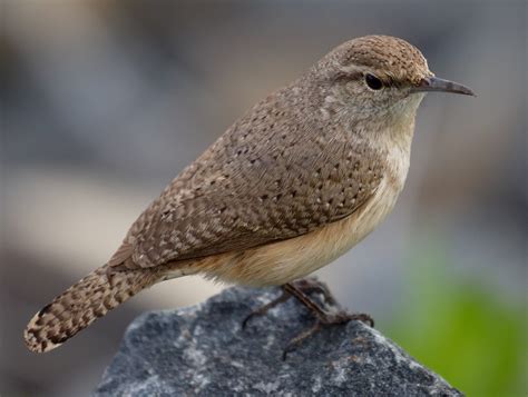 Rock Wren | San Diego Bird Spot