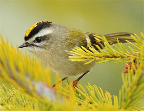 The Golden-crowned Kinglet - photo essay - Bird Canada