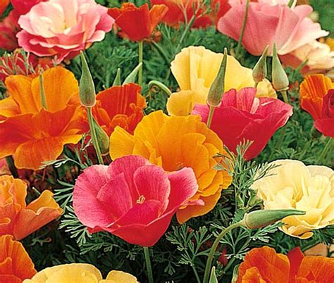 California Poppy Mission Bell Eschscholzia Californica Seeds