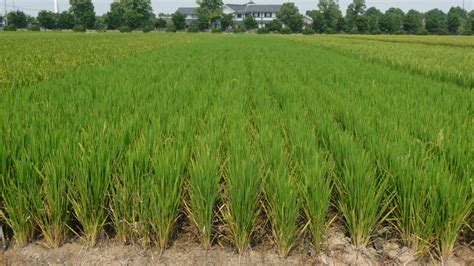 THE AWARD-WINNING RICE FARMER