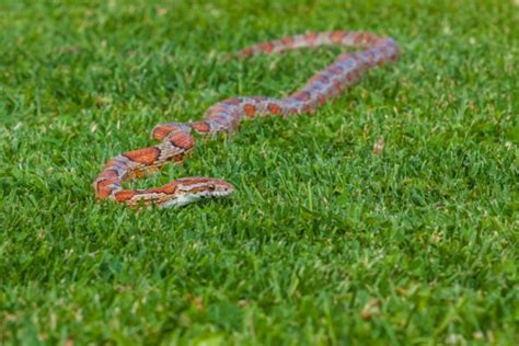 Corn Snakes: Nature's Harmless Helpers