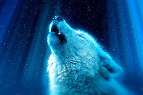 Wolf Wallpaper For Chromebook - Majestic Wallpapers On Wallpaperdog | waperset