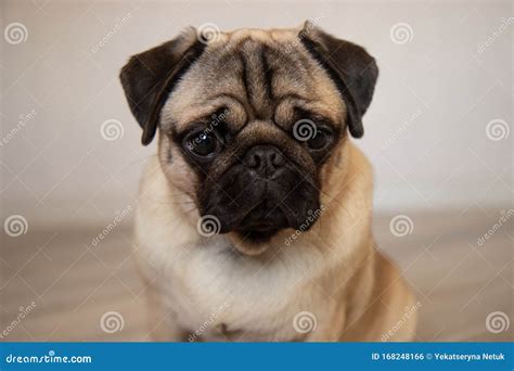 Cute Dog Pug Breed Have Making Funny Face Portrait Stock Photo - Image of head, eyes: 168248166