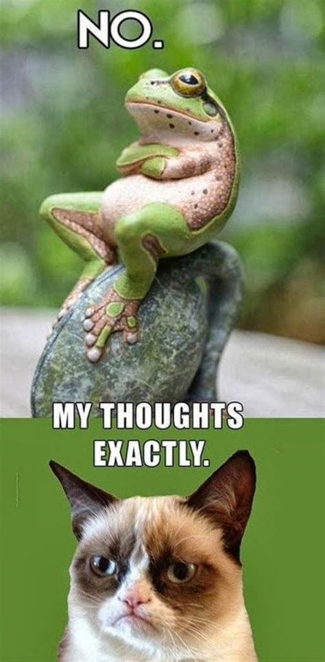 Frog Vs Cat.. Funny | FanPhobia - Celebrities Database