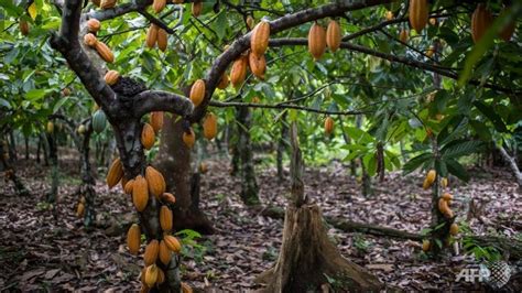 Government crippling cocoa farming in Ghana-Minority - Prime News Ghana