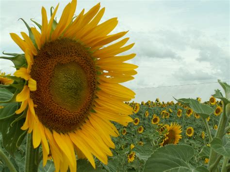 Kansas State Flower | Flickr - Photo Sharing!