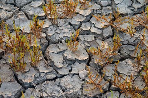 Plants grows at dry soil stock photo. Image of brown - 31201718