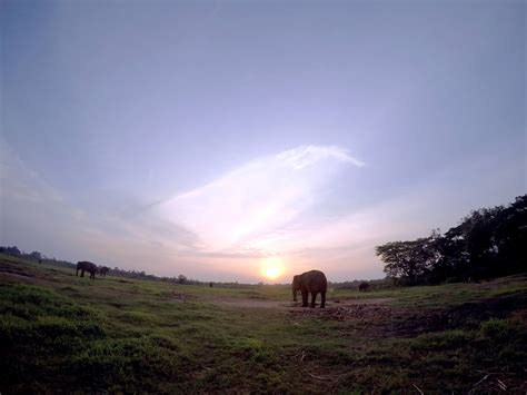 Elephant Conservation Center, Way Kambas National Park Finding Peace ...