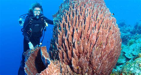 Sub Sea Systems - Our World: Super Spectacular Sea Sponges!