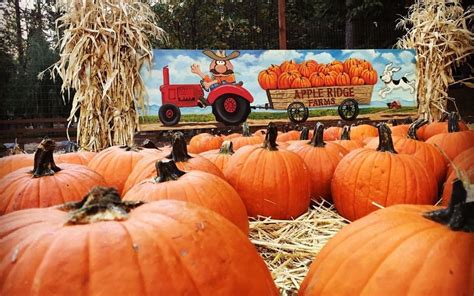 Pumpkin Season is Here! - Apple Hill Growers Association