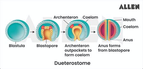 Deuterostomes: Definition, Characteristics & Classification