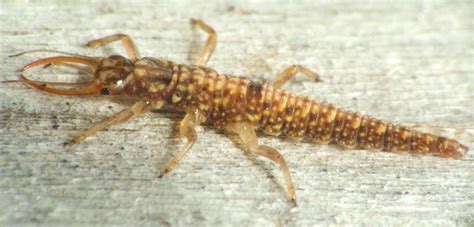 Possibly Immature Neuropteran from Australia - What's That Bug?