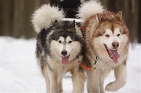 9 Alaskan Malamute Colors That Will Take Your Breath Away