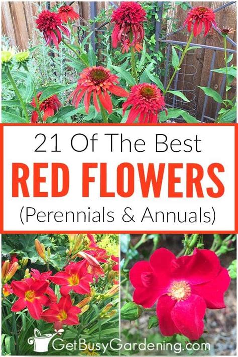 21 Of The Best Red Flowers (Perennials & Annuals) | Flowers perennials ...