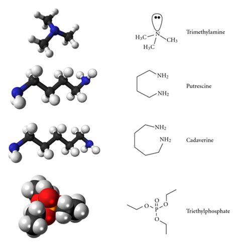 The structure of trimethylamine (TMA), putrescine, cadaverine and ...