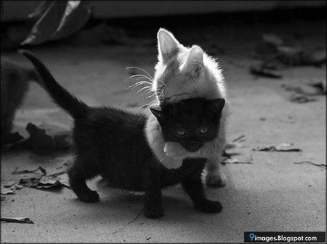 Cute, cat, kitten, hugging, lovely, black-and-white