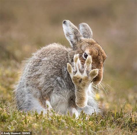 This rabbits foot looks like a giraffes head : r/confusing_perspective