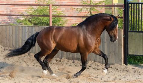 Bay Horse Color - Genetics, Shades, Breeds & Famous Bay Horses ...