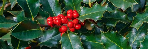 How And When To Prune Holly Bushes | Horticulture.co.uk