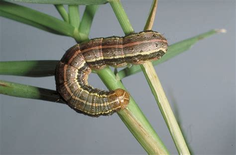 True or Fall: Two Species of Armyworms March on Central Texas ...