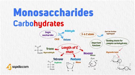 Carbohydrates - Monosaccharides