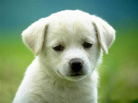 5 Most Beautiful Dog Breeds in the World | HubPages